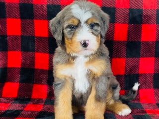 Bernedoodle dogs Phoenix - Ad 4