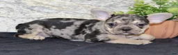 French Bulldog dogs for sale: Reba - Ad 5