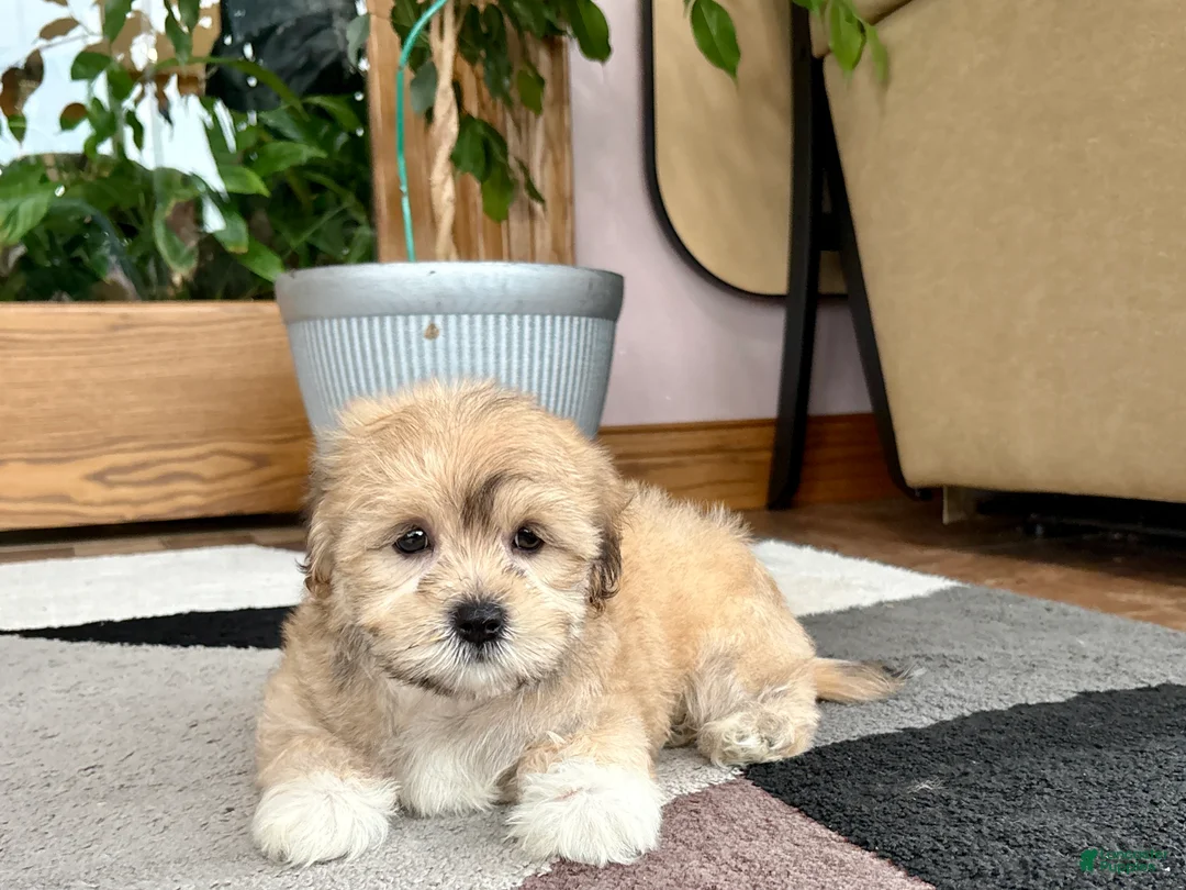 Mixed Breed dogs for sale: Lhasa/Maltese - Ad 2