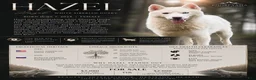 Siberian Husky dogs for sale: Hazel - Ad 1