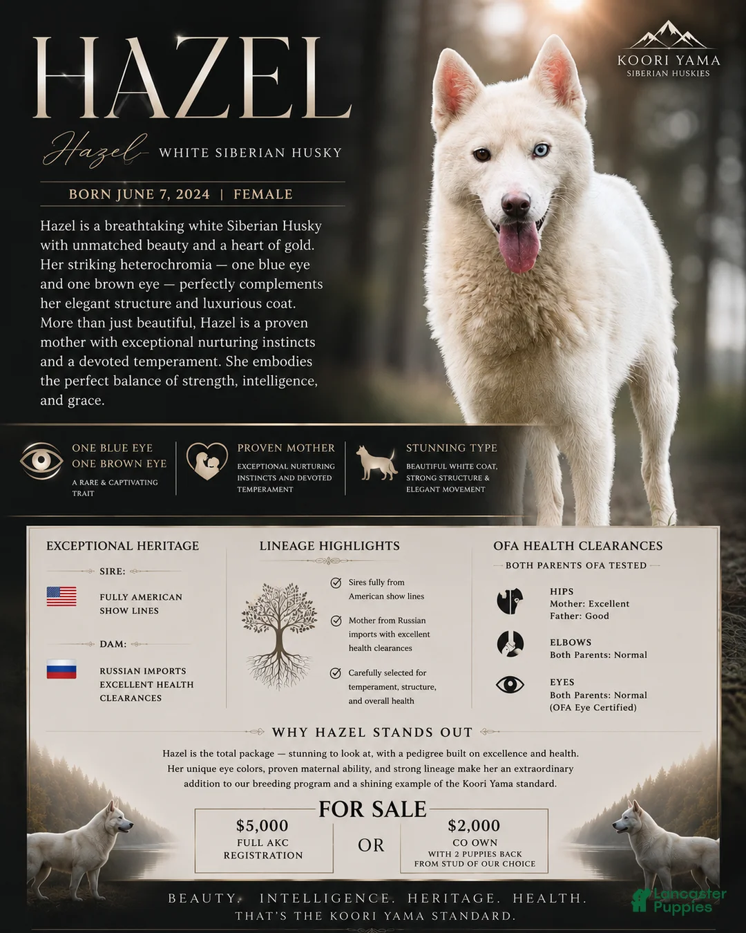 Siberian Husky dogs for sale: Hazel - Ad 1