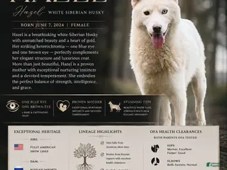 Siberian Husky dogs Hazel - Ad 31