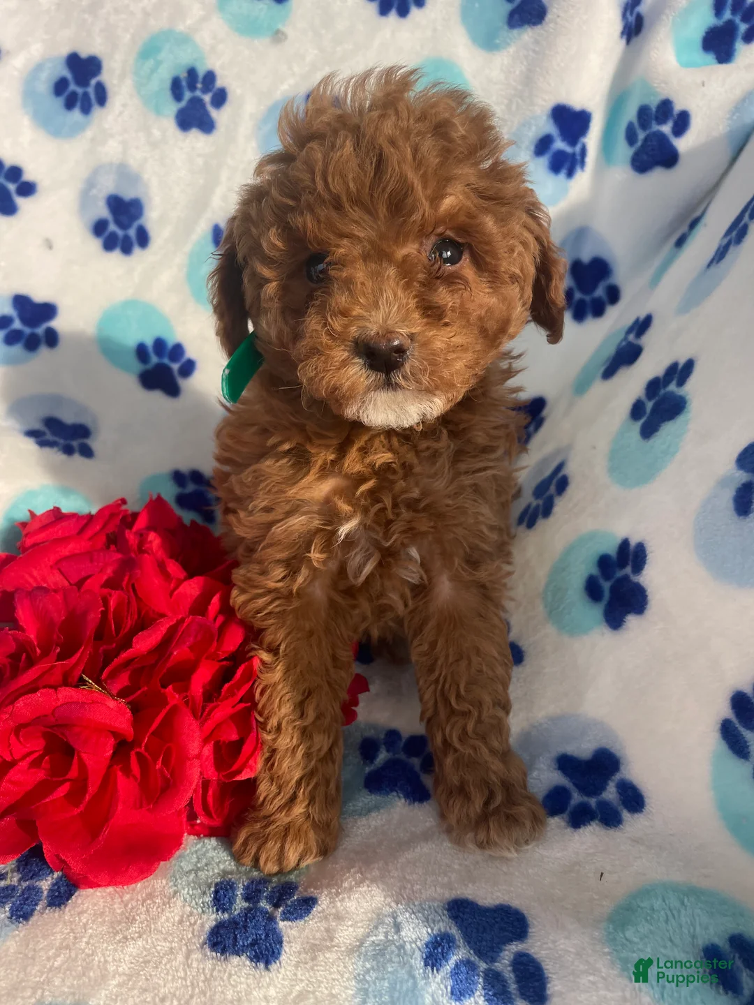 Toy Poodle dogs for sale: Gigi - Ad 4