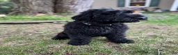 Giant Schnauzer dogs for sale: Mouse - Ad 13