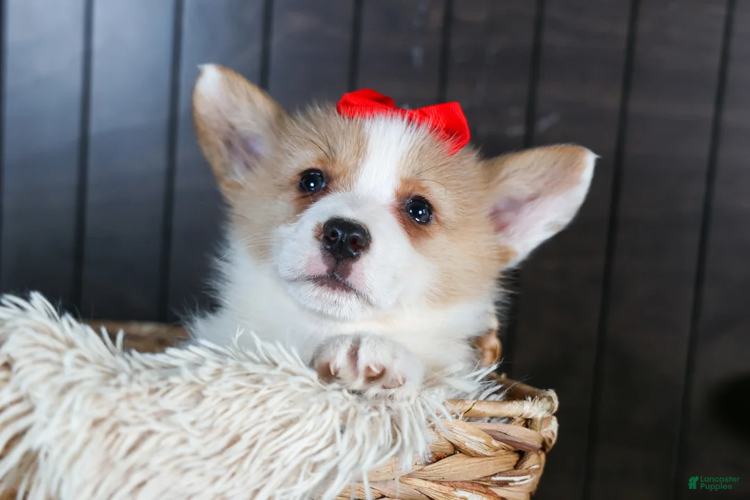 Welsh Corgi Pembroke dogs for sale: Raya - Ad 2