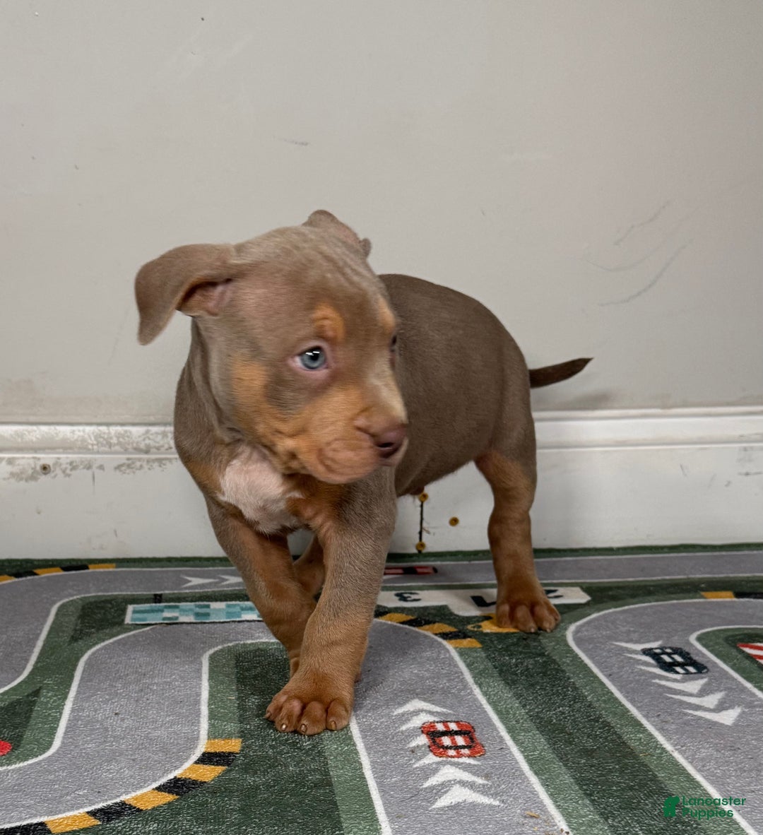 American Bully dogs for sale: King  - Ad 12