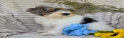 Shihpoo dogs for sale: Patches - Ad 13