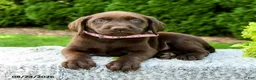 Labrador Retriever dogs for sale: Robin - Ad 4