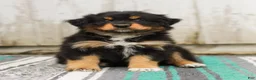 Australian Shepherd dogs for sale: Tucker - Ad 2