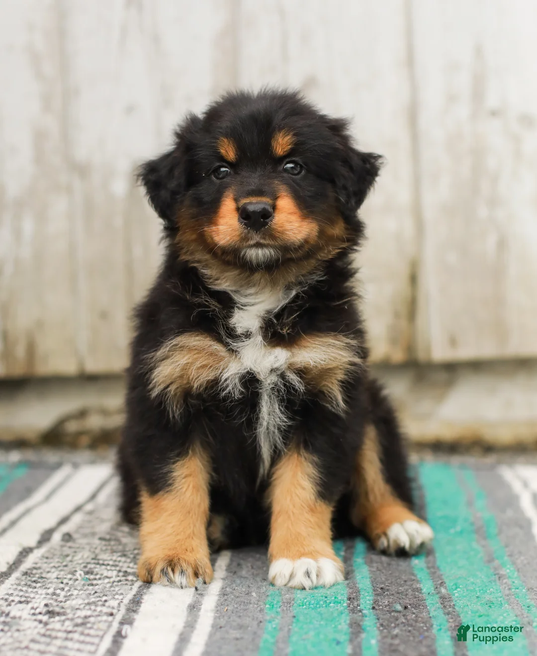Australian Shepherd dogs for sale: Tucker - Ad 2