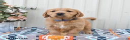 Golden Retriever dogs for sale: Griffin - Ad 2