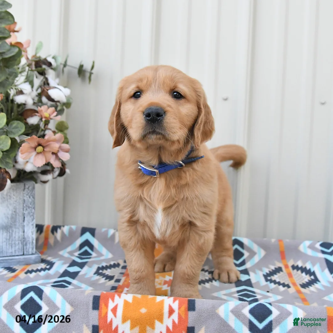 Golden Retriever dogs for sale: Griffin - Ad 2