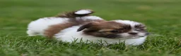 Shih Tzu dogs for sale: Tulip Shih Tzu  - Ad 4