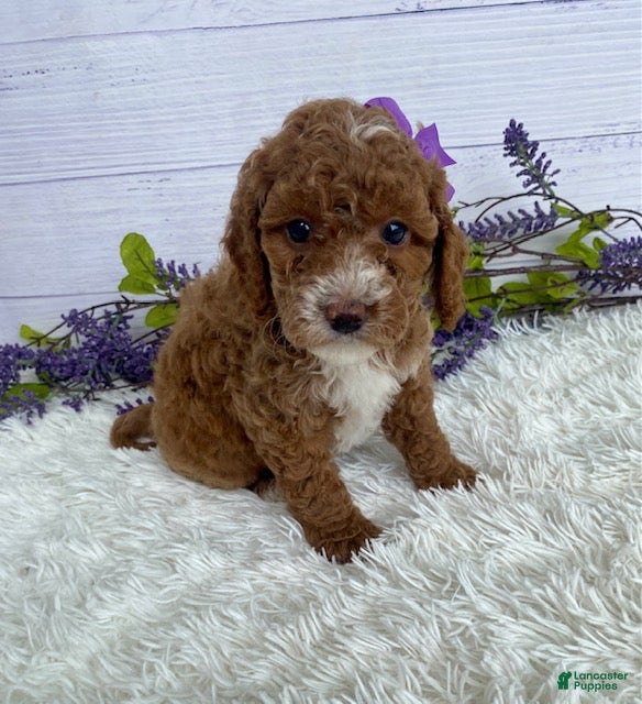 Miniature Poodle dogs Tasha - Ad 2