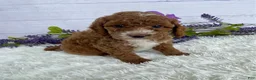 Miniature Poodle dogs for sale: Tasha - Ad 2