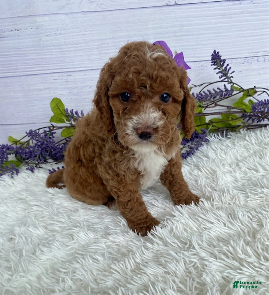 Miniature Poodle dogs for sale: Tasha - Ad 2