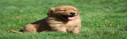 Golden Retriever dogs for sale: Marley - Ad 3