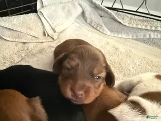 Miniature Dachshund dogs Miniature Dachshund Puppy 4 - Ad 6