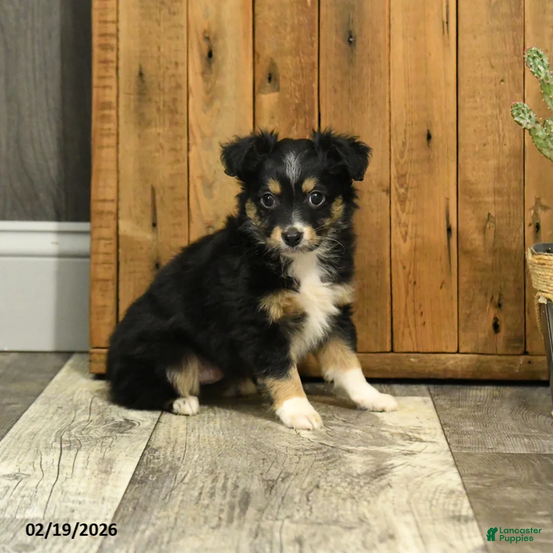 Miniature Australian Shepherd dogs for sale: Rusty - Ad 1