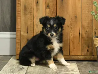 Miniature Australian Shepherd dogs for sale: Rusty - Ad 1