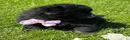 Pomeranian dogs for sale: Minx - Ad 4