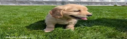 Mixed Breed dogs for sale: Andy - Ad 10