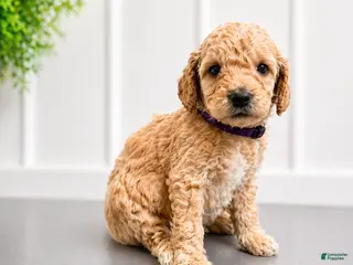 Mini Goldendoodle dogs for sale: Kelsea Ballerini - Ad 2