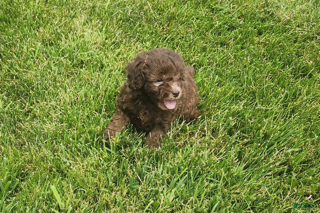 Mini Goldendoodle dogs for sale: Kaley - Ad 1