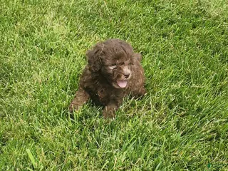 Mini Goldendoodle dogs Kaley - Ad 7
