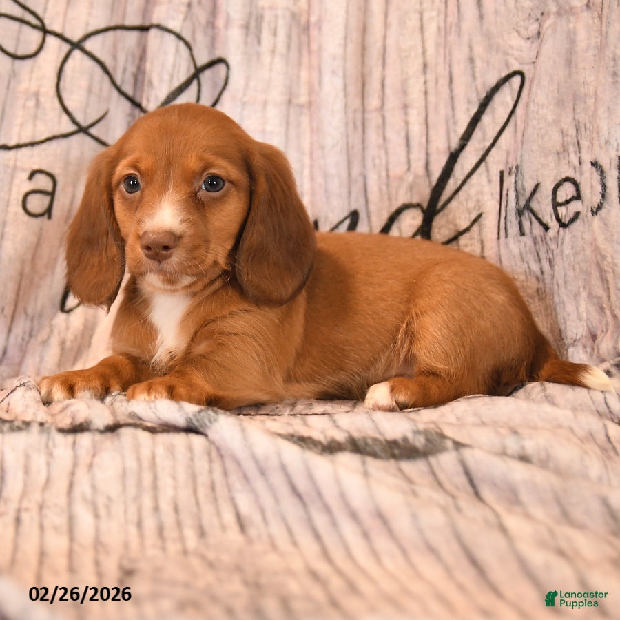 Miniature Dachshund dogs for sale: Sherman - Ad 3