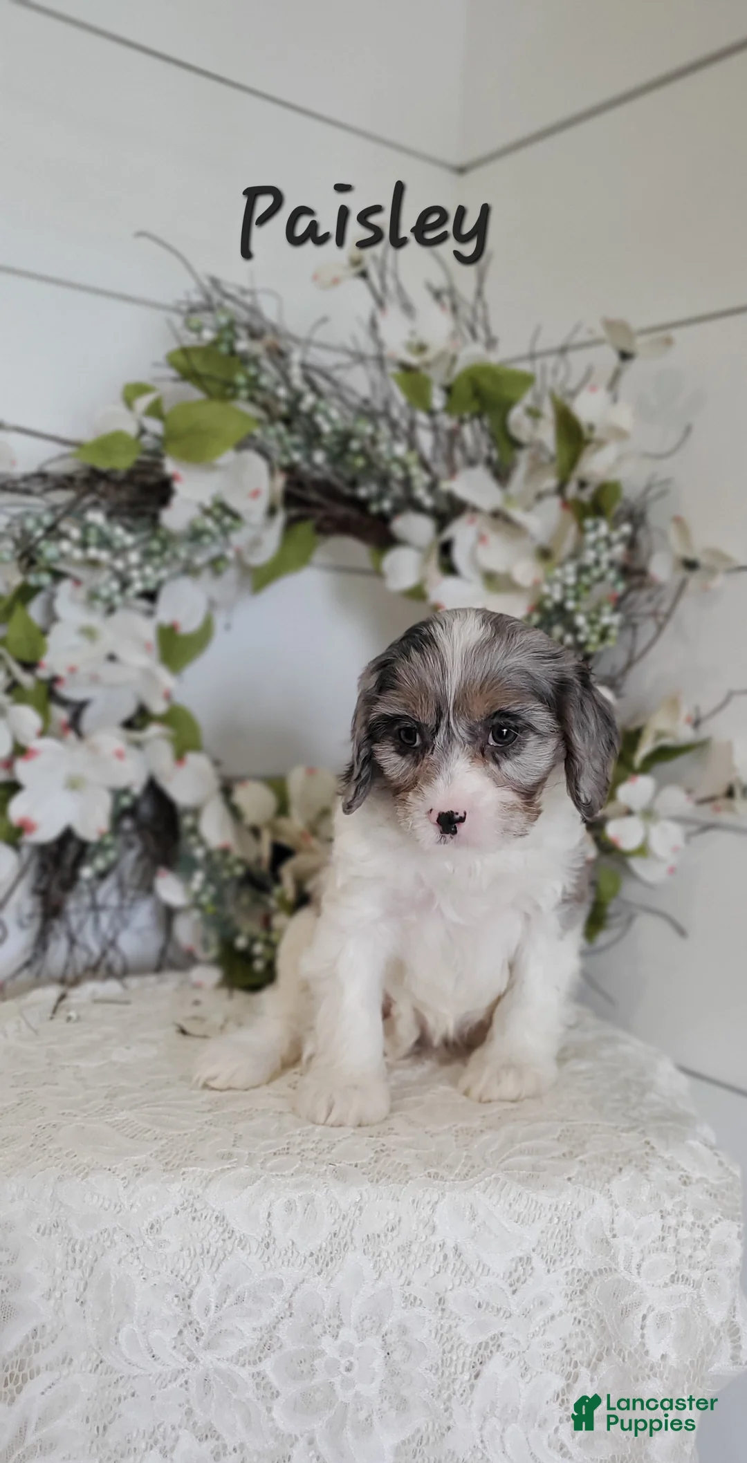 Cavapoo dogs for sale: Paisley - Ad 2