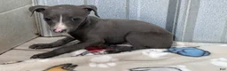 Italian Greyhound dogs for sale: Andy - Ad 7