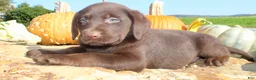 Labrador Retriever dogs for sale: Zeus  - Ad 3