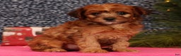 Yorkiepoo dogs for sale: Melanie - Ad 2