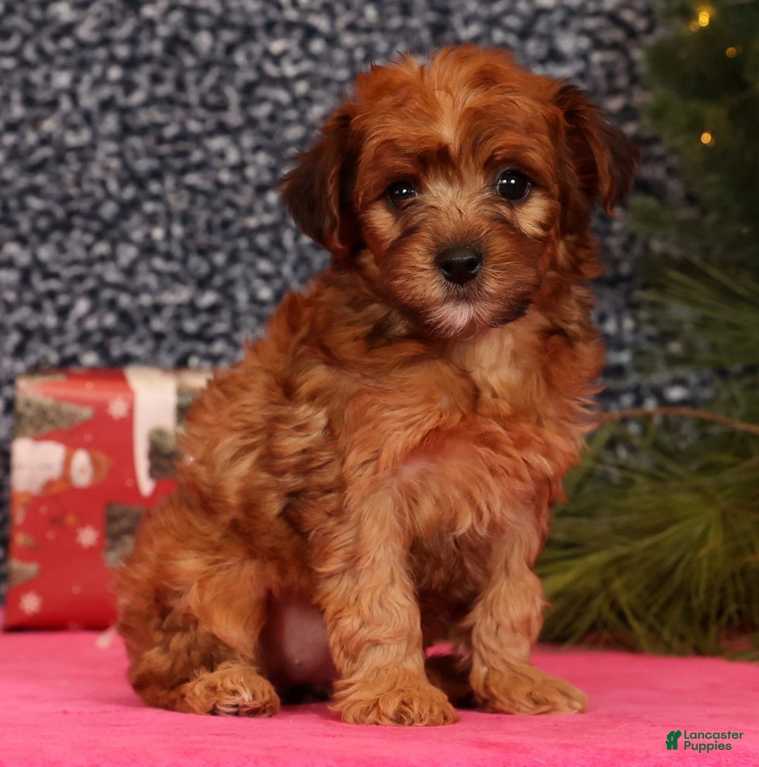 Yorkiepoo dogs for sale: Melanie - Ad 2