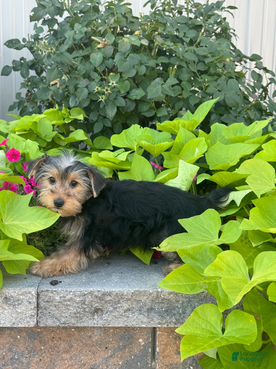 Yorkshire Terrier dogs for sale: Yolonda - Ad 2