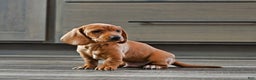 Miniature Dachshund dogs for sale: Tommy - Ad 3