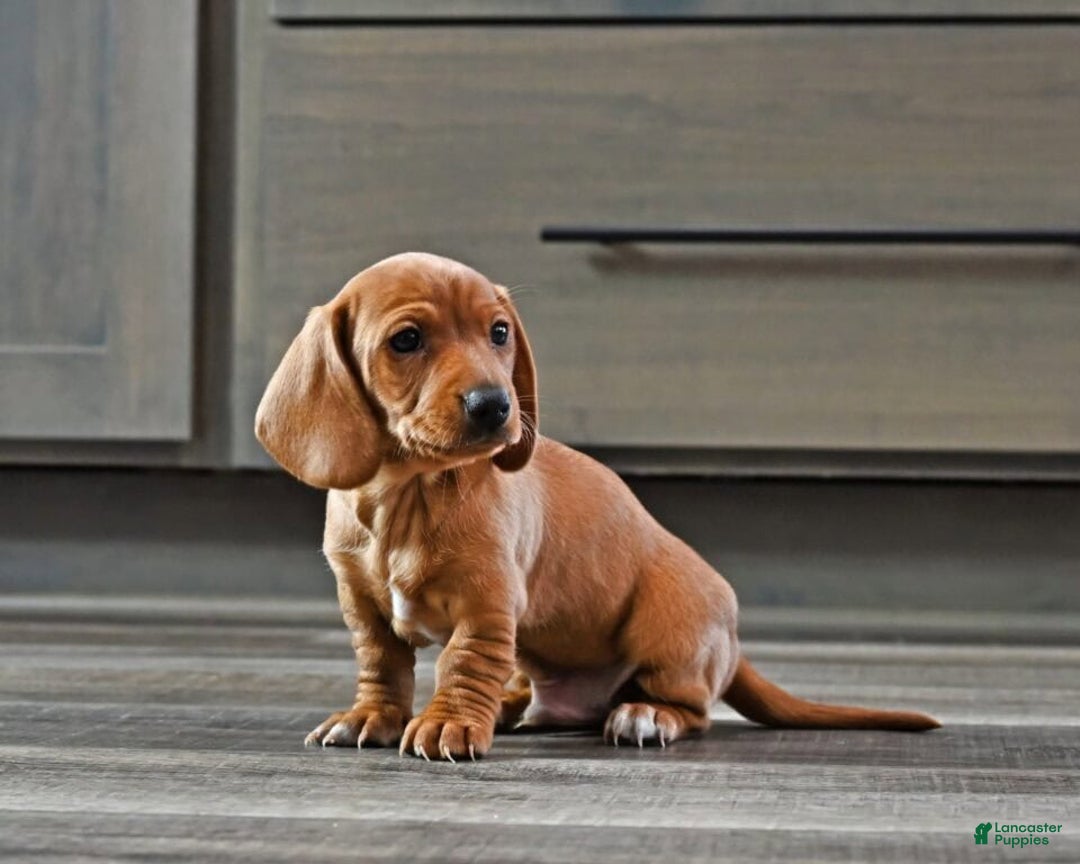 Miniature Dachshund dogs for sale: Tommy - Ad 3