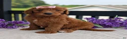 Goldendoodle dogs for sale: Miss Emmie - Ad 15