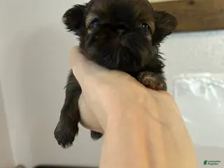 Shih Tzu dogs Sterling - Ad 22