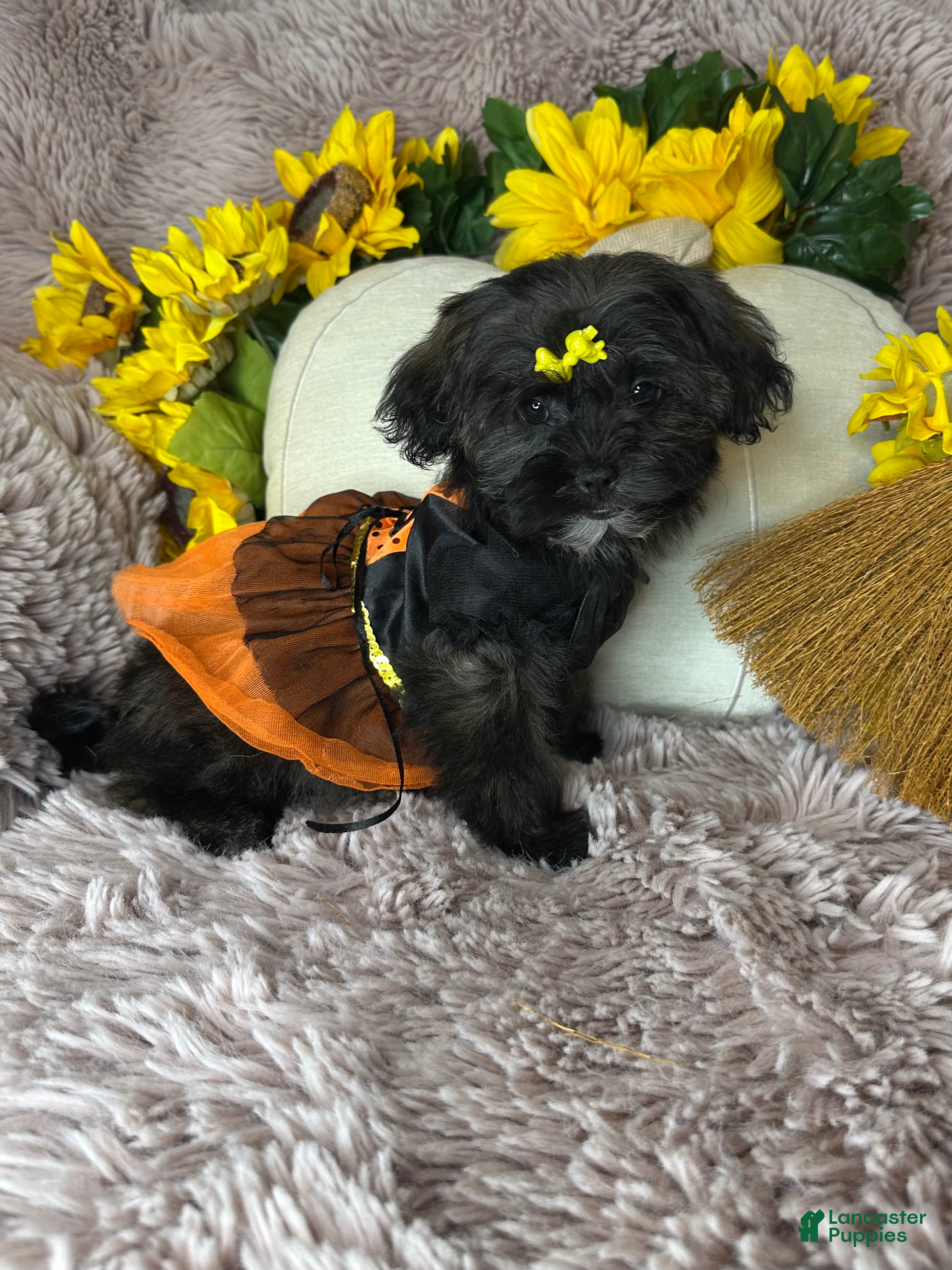 Shihpoo dogs Lovebug - Ad 17