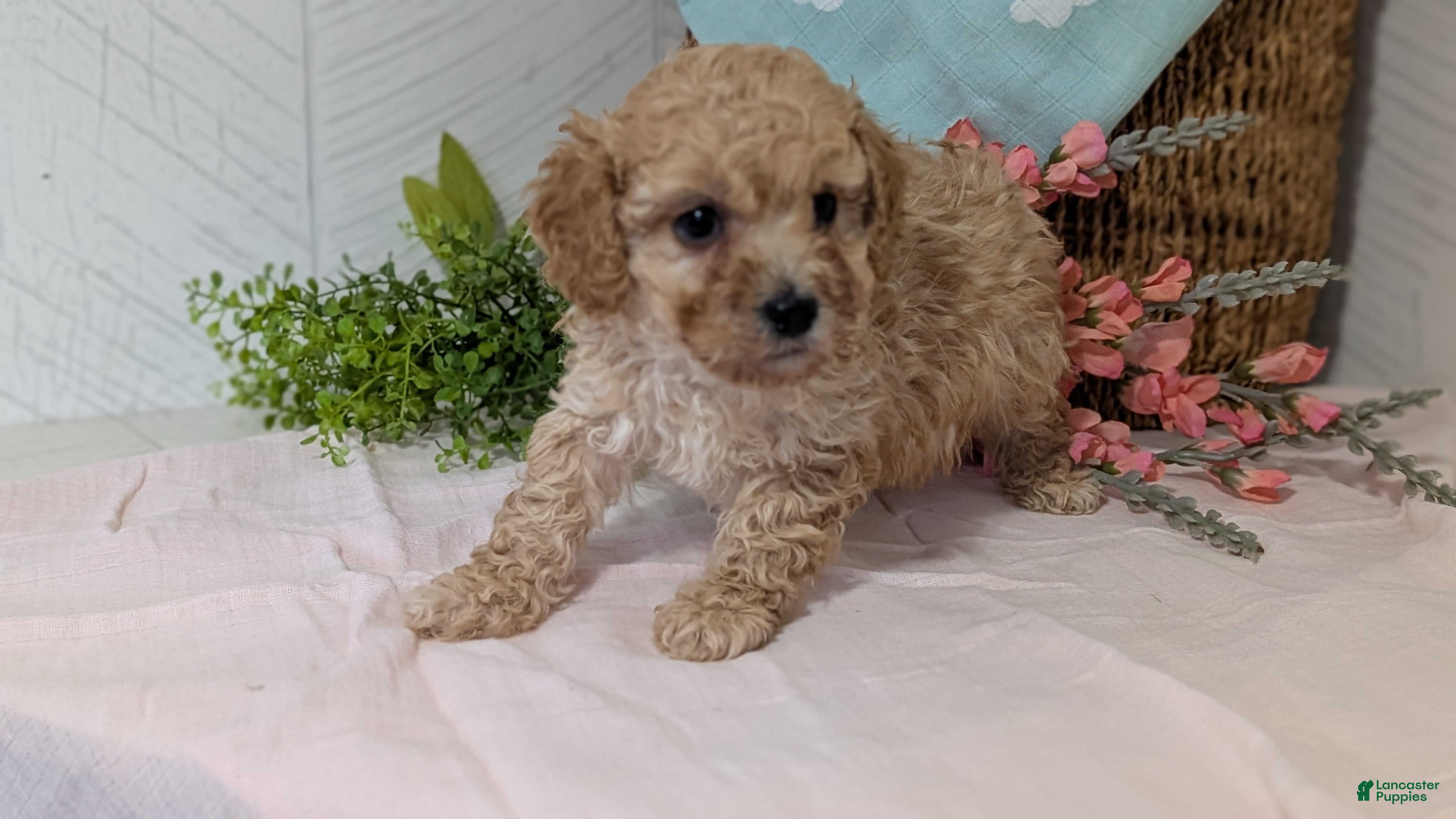 Miniature Poodle dogs Zeus - Ad 6