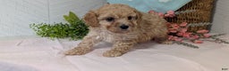 Miniature Poodle dogs for sale: Zeus - Ad 6