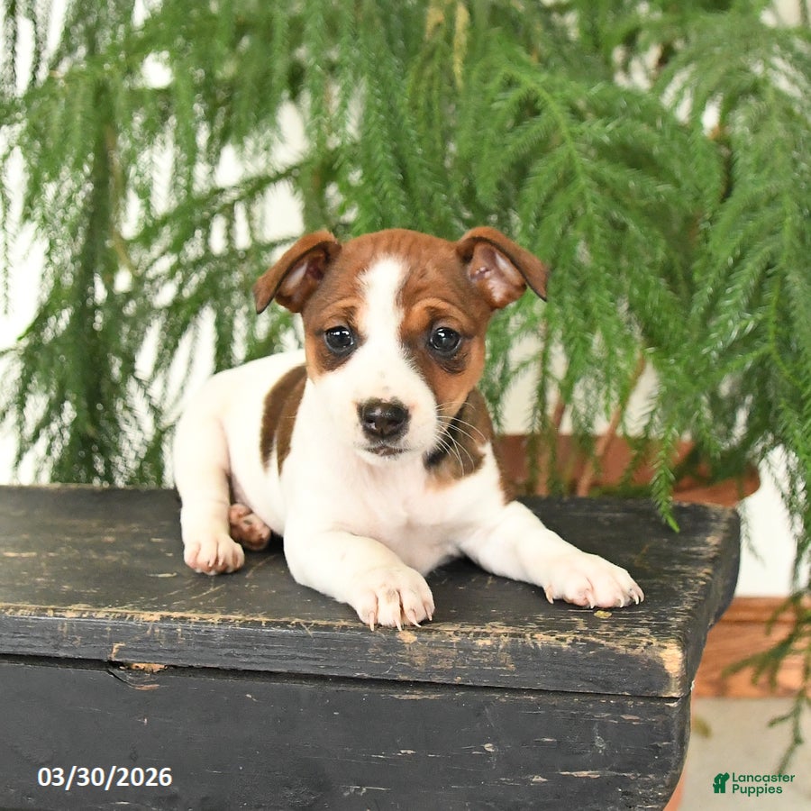 Jack Russell Terrier dogs Joyce - Ad 1