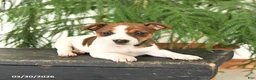 Jack Russell Terrier dogs for sale: Joyce - Ad 1