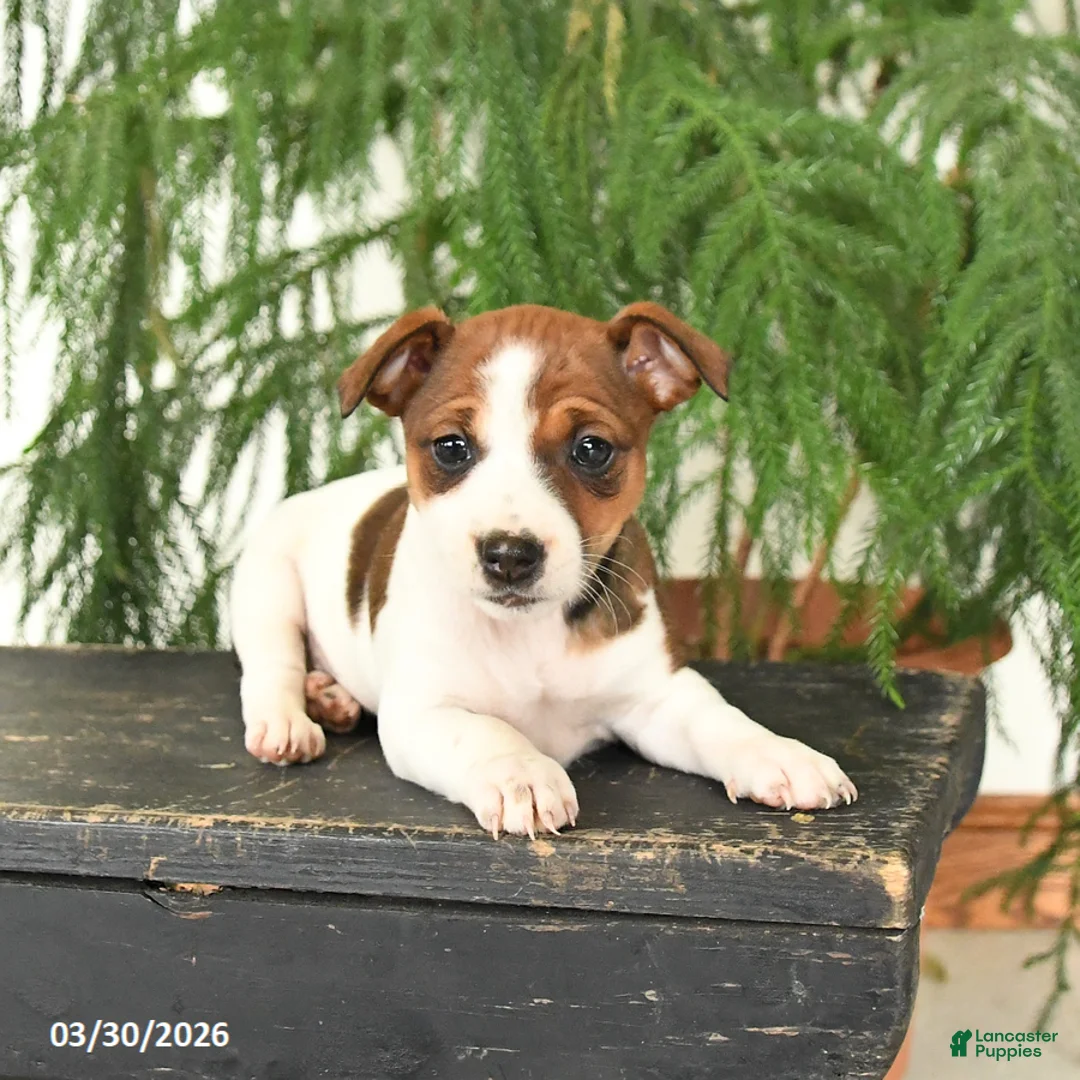 Jack Russell Terrier dogs for sale: Joyce - Ad 1