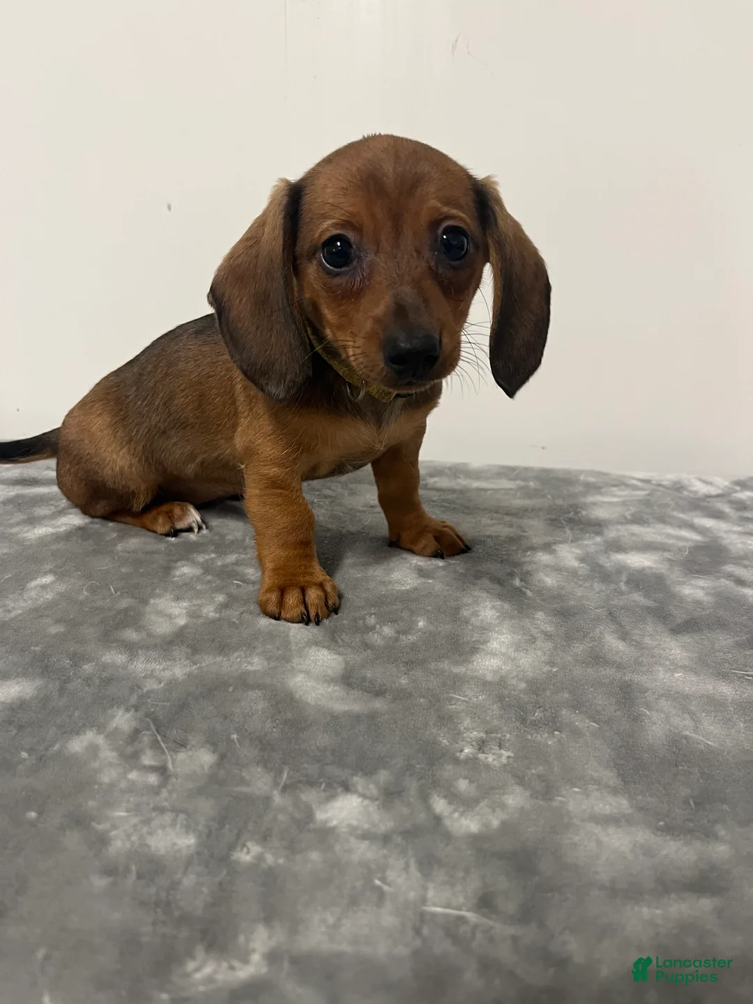 Miniature Dachshund dogs for sale: Miniature Dachshund gem - Ad 2