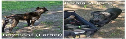 Cane Corso dogs for sale: Cane Corso Puppy 2 - Ad 5