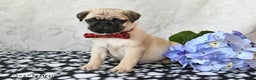 Pug dogs for sale: Moose - Ad 1