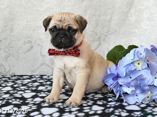 Pug dogs Moose - Ad 15